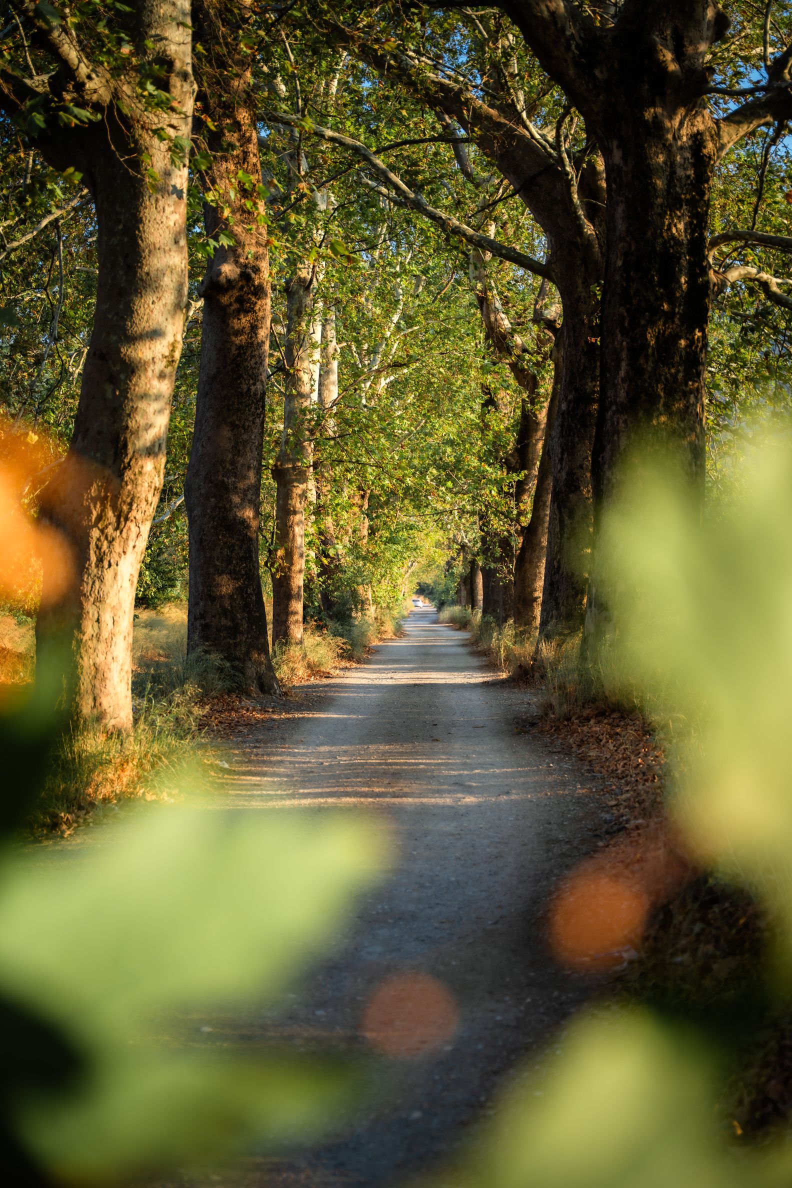Tree-lined path in warm light